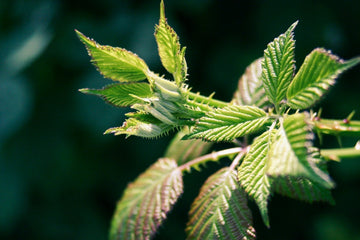 Parenthèse enchantée N°2 - La fibre d'ortie : Une plante magique