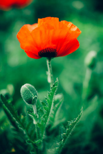 Parenthèse enchantée N°1 - Le coquelicot